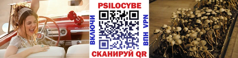 Галлюциногенные грибы Psilocybe Барабинск